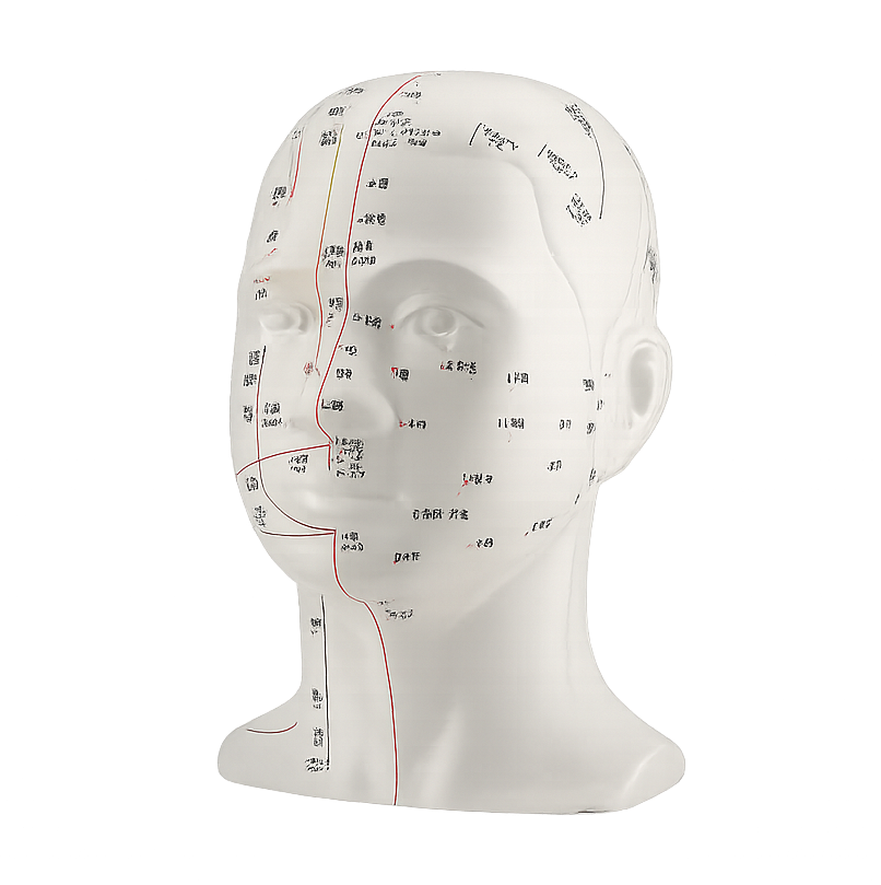 Acupuncture Face Model